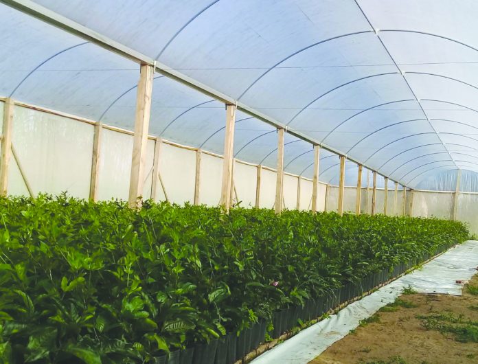 Ambiente protegido para produção de mudas de maracujá