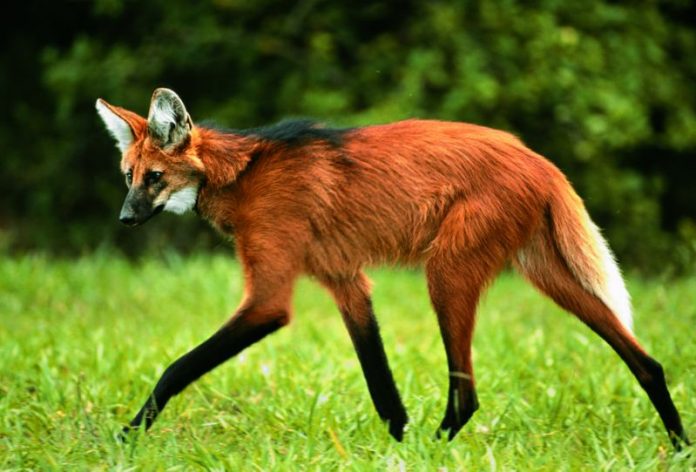 brasil-tera-nota-de-r-200-com-lobo-guara-na-cedula