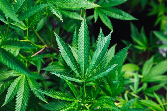 cannabis-sativa-eu-atleta