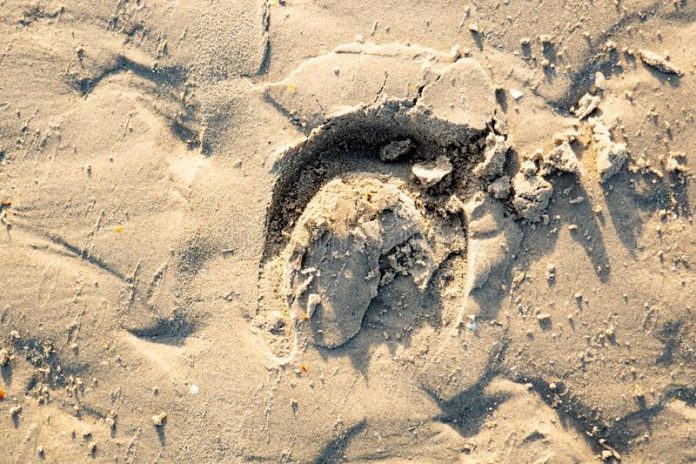 pegada-do-cavalo-na-areia-da-praia-sandy-beach-amarela-146407282