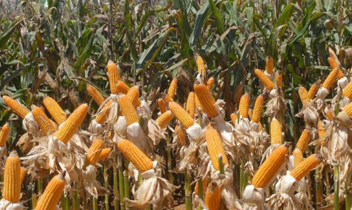 Milho (Elza Fiúza/Agência Brasil)