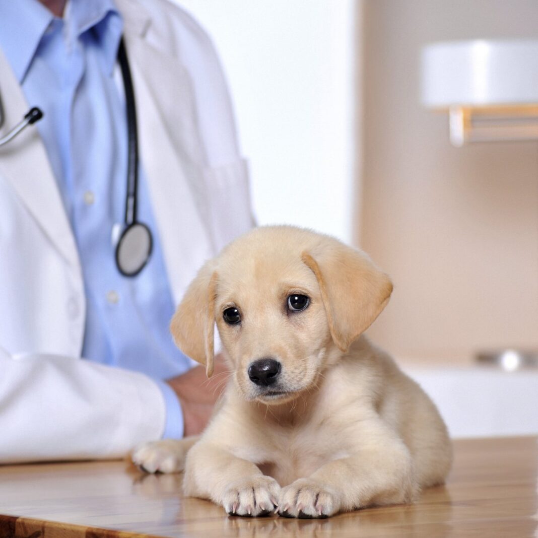 141010cachorrogatovermifugacao