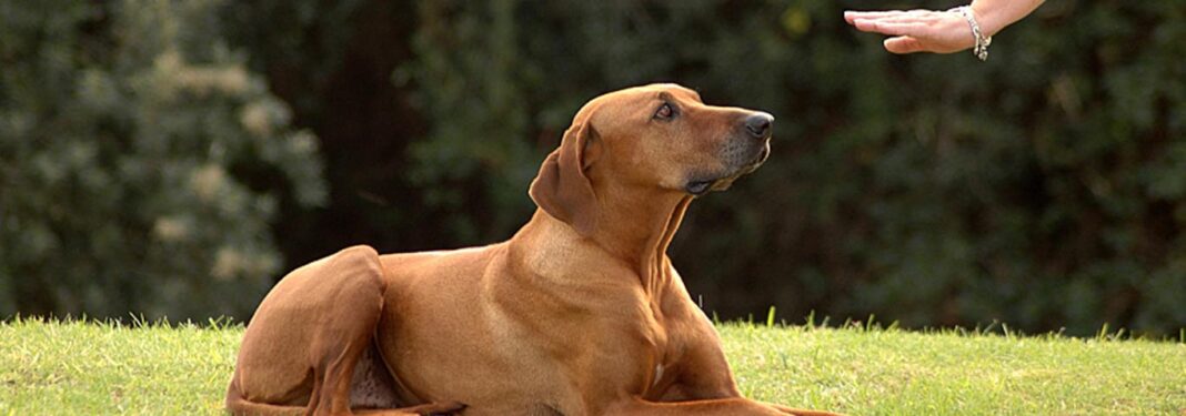 brown-dog-lying-down-on-hand-signal_311866_hero