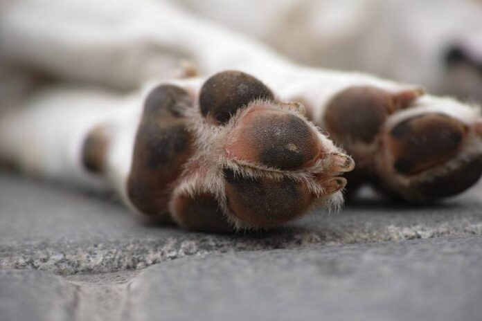 dog-1824210_1920
