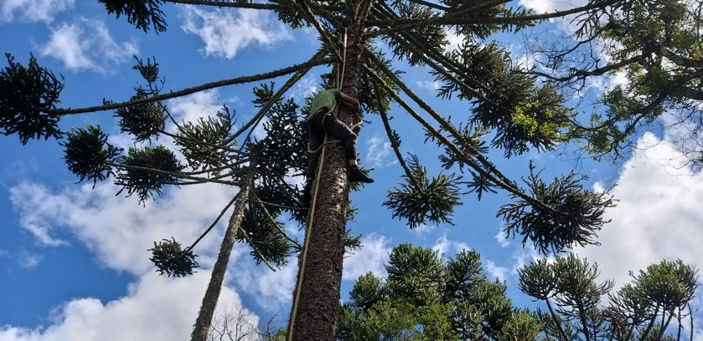 jovem-resgatado-pinha-sao-joaquim-sc