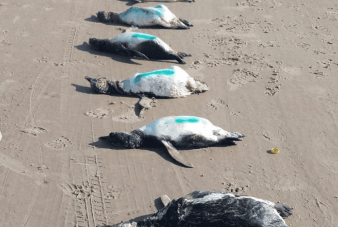 20210809170843_capa-de-nota-24- (1)