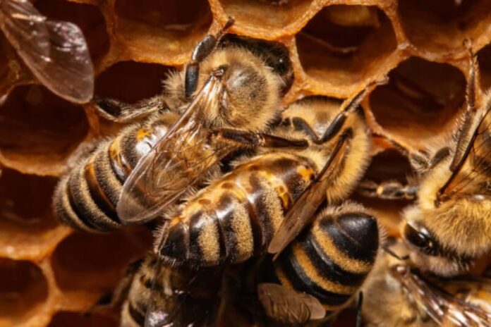 depositphotos_278212212-stock-photo-bunch-bees-honeycomb-hive (1)