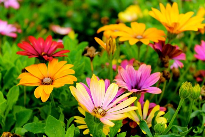 flores-primavera-pexels-leigh-patrick-casaejardim