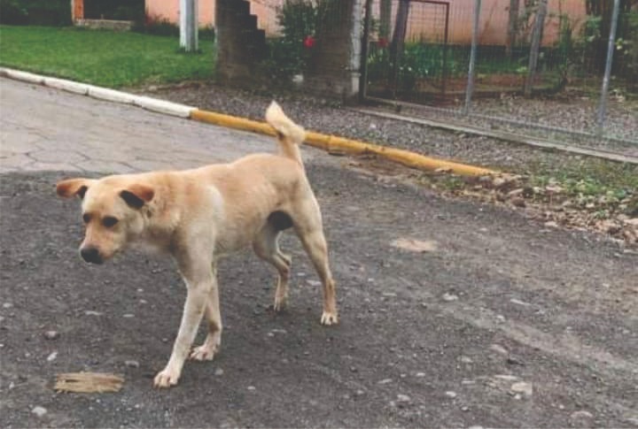 É crime agredir ou matar um cachorro?