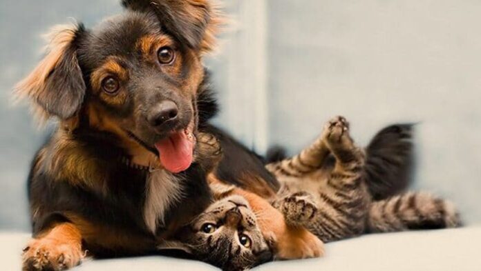 castracao-mitos-e-verdades-1100x620 (1)