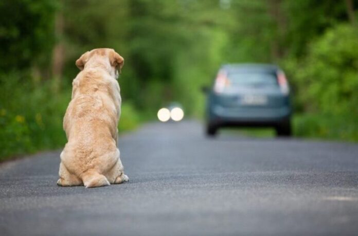 abandono-animal-cresce-durante-a-pandemia