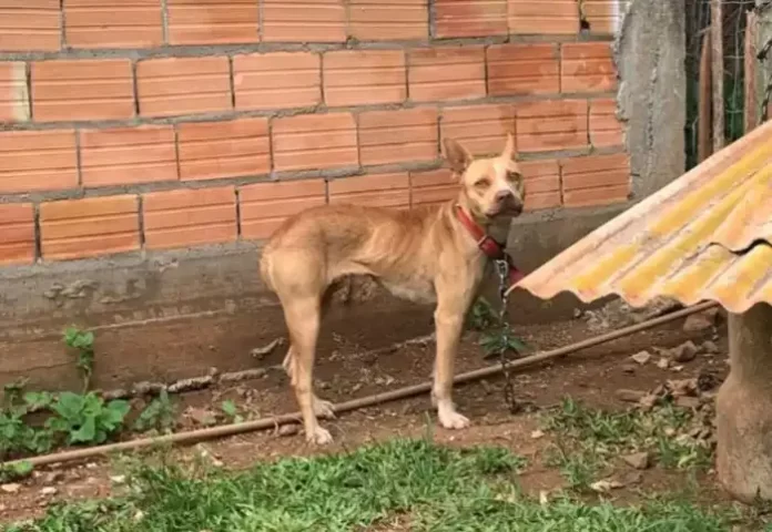 cachorro-resgatado