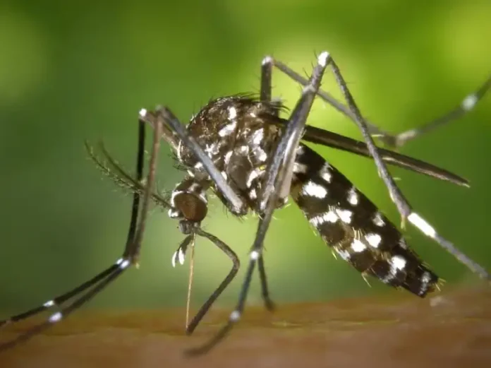 aedes-aegypti-og