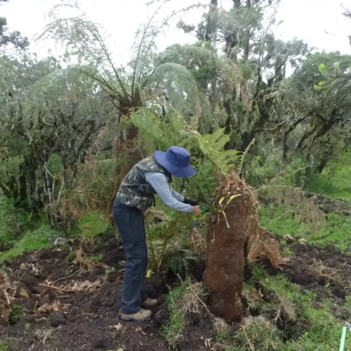 dnit-coleta-vegetacao-na-br-285-para-monitoramento-resgate-e-propagacao-das-especies-nativas (2)