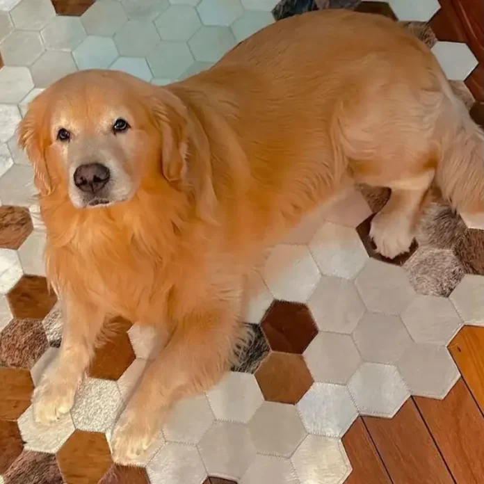 cachorro_morre_apos_ser_transportado_pela_gol1