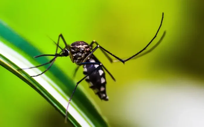 mosquito-4998145 (1)