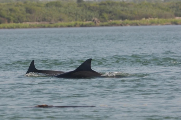 ad6e0747-381b-4940-9c1a-26b7ec7a7044