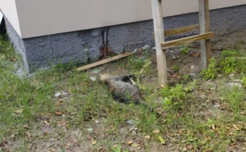 Atirador CAC mata animal em Balneário Gaivota e é preso Animal abatido em Balneário Gaivota, crime de CAC preso.