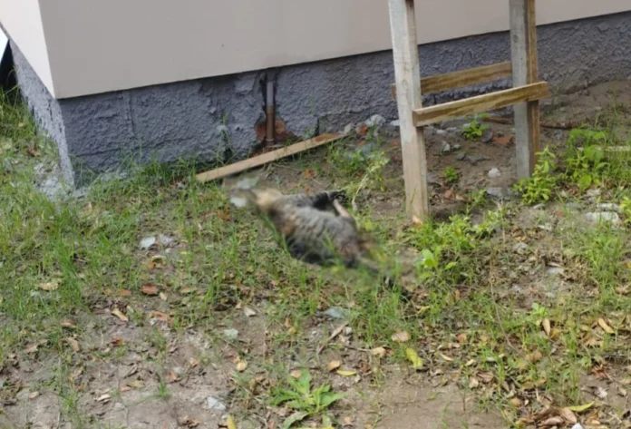 Atirador CAC mata animal em Balneário Gaivota e é preso Animal abatido em Balneário Gaivota, crime de CAC preso.