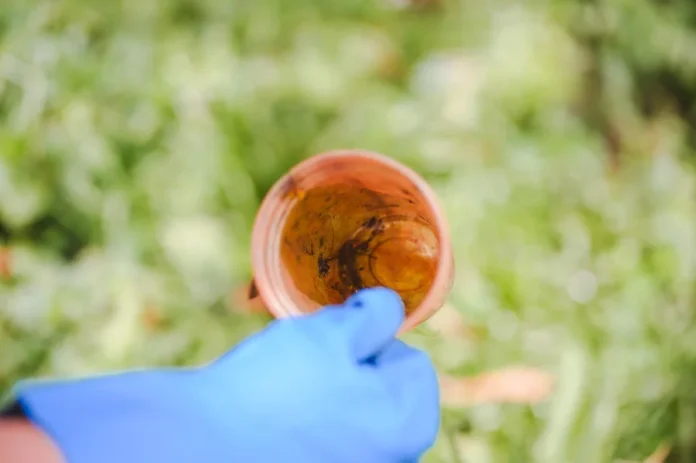 Casos de dengue em SC sobem 230%; SES reforça prevenção Agente de saúde municipal inspecionando um quintal para eliminar focos do mosquito Aedes aegypti, em uma ação de prevenção e controle da dengue em Santa Catarina.