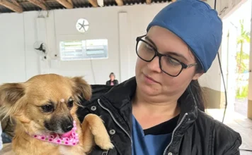 Jacinto Machado anuncia 2º Mutirão de Castração para novembro Uma médica veterinária cuidando de um cão castrado em Jacinto Machado