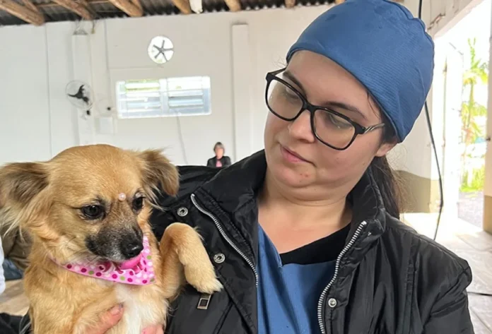 Jacinto Machado anuncia 2º Mutirão de Castração para novembro Uma médica veterinária cuidando de um cão castrado em Jacinto Machado