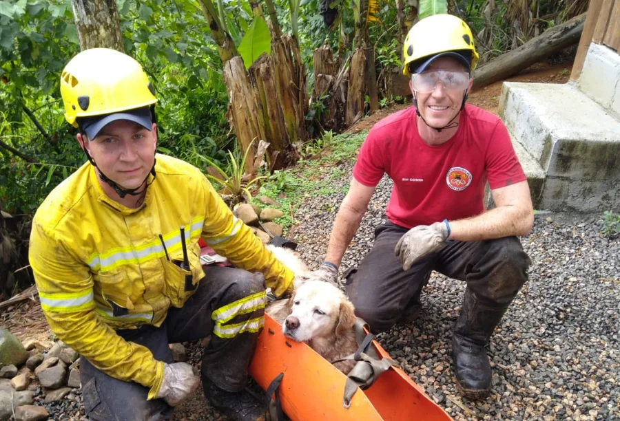 Labrador de 17 anos é resgatado de ribanceira em Siderópolis Cachorro labrador Bob de 17 anos sendo resgatado em maca envelope (sked) pelo Corpo de Bombeiros em Siderópolis.