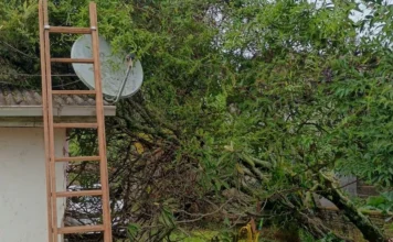 Forquilhinha: Bombeiros removem árvore que caiu em casa Escada de madeira encostada em telhado com antena parabólica, ao lado de uma árvore parcialmente caída sobre a casa, mostrando os estragos causados pelos fortes ventos do ciclone em uma residência.
