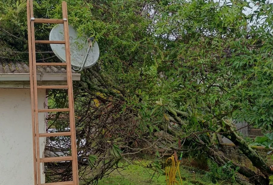 Forquilhinha Bombeiros removem árvore que caiu em casa Escada de madeira encostada em telhado com antena parabólica, ao lado de uma árvore parcialmente caída sobre a casa, mostrando os estragos causados pelos fortes ventos do ciclone em uma residência.