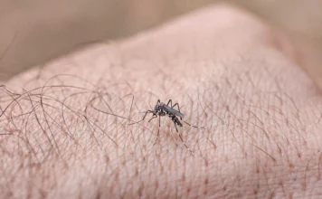 SC registra 58 mil focos de dengue e 21 óbitos em 2025 Mosquito Aedes aegypti (vetor da dengue) em close-up sobre a pele, ilustrando o alto índice de focos (58 mil) e os 21 óbitos confirmados pela doença em Santa Catarina (SC).