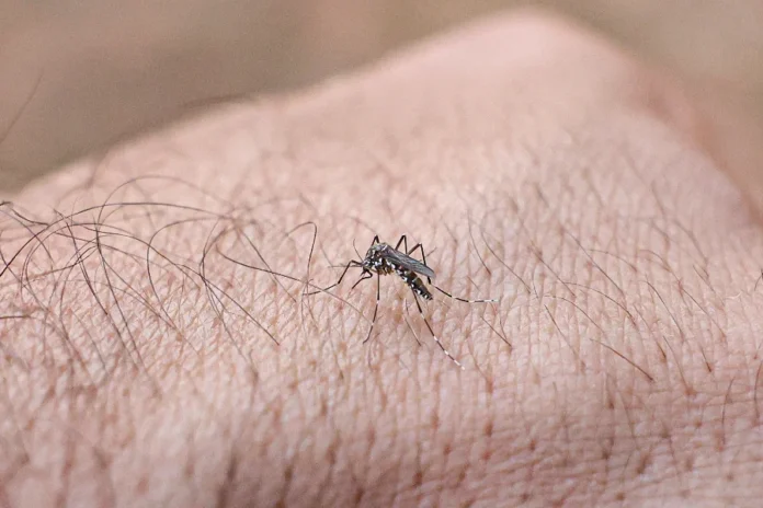 SC registra 58 mil focos de dengue e 21 óbitos em 2025 Mosquito Aedes aegypti (vetor da dengue) em close-up sobre a pele, ilustrando o alto índice de focos (58 mil) e os 21 óbitos confirmados pela doença em Santa Catarina (SC).