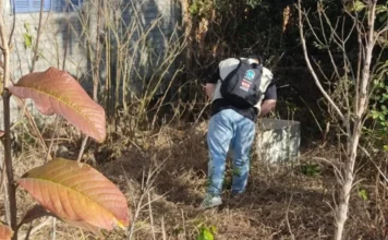 Turvo amplia combate à dengue em repartições públicas Técnico de endemias de Turvo inspecionando uma área externa com vegetação e um recipiente abandonado, como parte da ação de combate à dengue nas repartições públicas do município.