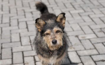 Balneário Gaivota intensifica ações contra abandono de animais