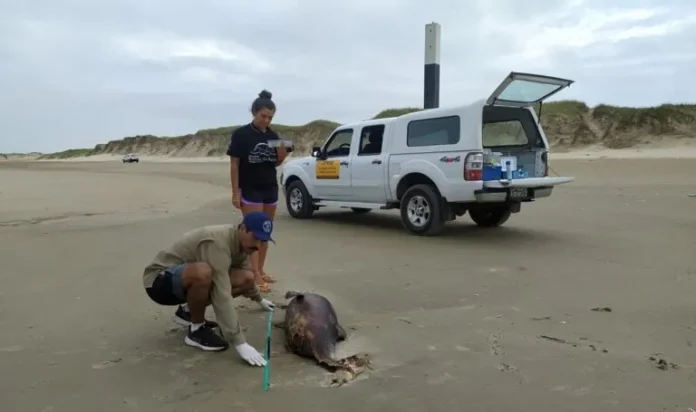 180323-MONITORAMENTO-CECLIMAR-Lucas-Kollet-Ceclimar-768x455_11zon