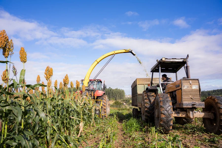 Máquinas agrícolas, como as disponibilizadas pelo programa de horas-máquina da Prefeitura de Morro da Fumaça, realizam a colheita de sorgo em uma propriedade rural do município, ilustrando o apoio ao desenvolvimento da agricultura familiar local.