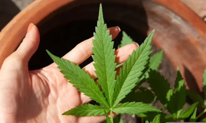 Anvisa vota regras para cultivo de cannabis medicinal Close-up da mão de uma pessoa segurando delicadamente uma folha verde e serrilhada de uma planta de cannabis, que cresce em um vaso de barro. A imagem ilustra o tema central da discussão da Anvisa sobre a regulamentação do cultivo de cannabis para fins medicinais no Brasil.