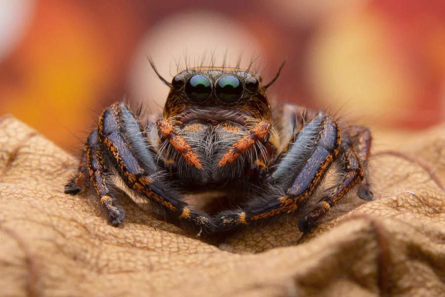 Araranguá alerta para aumento de animais peçonhentos no calor Fotografia macro em close-up frontal de uma pequena aranha saltadora (Salticidae) sobre uma folha seca marrom. O animal possui corpo peludo em tons de cobre e preto, destacando-se dois grandes olhos frontais negros e brilhantes que refletem a luz. A imagem ilustra o alerta sobre o aumento de animais peçonhentos no calor.