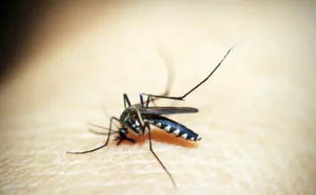Brasil publica maior estudo global sobre sequelas do Zika Imagem macro do mosquito Aedes aegypti picando a pele. O inseto é o principal transmissor do vírus Zika, que é o tema central de um novo estudo global brasileiro sobre microcefalia e sequelas neurológicas graves em crianças.