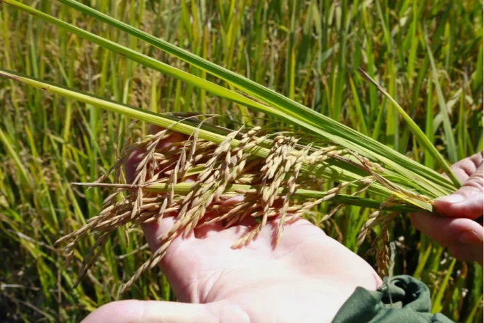 Indústria do arroz em SC prevê ano de cautela e preços baixos Colheita de arroz em Santa Catarina. SindArroz-SC projeta recuperação do mercado apenas para o fim de 2026; Epagri/Cepa aponta queda de 6,11% na produção total devido à descapitalização do produtor.