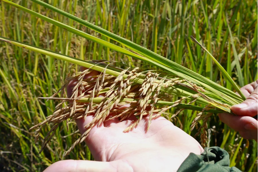 Colheita de arroz em Santa Catarina. SindArroz-SC projeta recuperação do mercado apenas para o fim de 2026; Epagri/Cepa aponta queda de 6,11% na produção total devido à descapitalização do produtor.