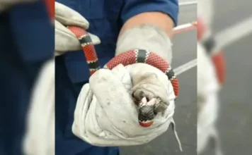 SC tem alerta para animais peçonhentos após chuvas e calor Um close-up de uma pessoa usando luvas de proteção brancas segurando uma cobra coral com padrões de anéis vermelhos, pretos e brancos/amarelos. A cobra está enrolada na mão enluvada.
