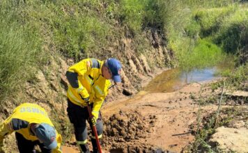 Bombeiros resgatam bovino preso em vala em Içara