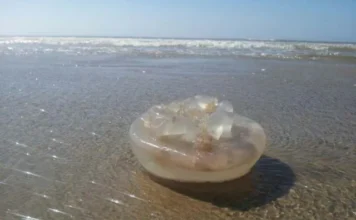 Torres lidera casos de lesões por águas-vivas no Litoral Norte