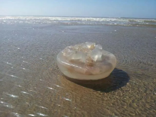 aguas-vivas-rs_11zon