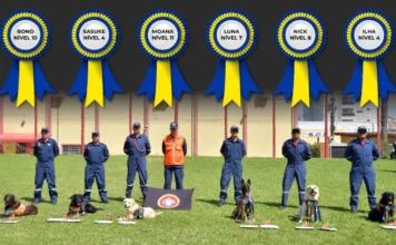 Bombeiros de SC lideram ranking nacional de cães de resgate A fotografia exibe sete bombeiros militares de Santa Catarina alinhados em um gramado ao lado de seus cães de resgate. Na parte superior da imagem, seis rosetas gráficas em azul e amarelo identificam os cães e seus respectivos níveis de certificação nacional: Moana (Nível 11), Bono (Nível 10), Nick (Nível 8), Luna (Nível 7), Sasuke (Nível 4) e Ilha (Nível 4). Ao centro, um oficial com colete laranja segura a bandeira da Coordenadoria de Busca, Resgate e Salvamento com Cães do CBMSC, simbolizando a união e a excelência técnica da equipe.