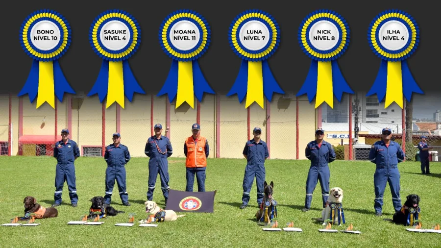 A fotografia exibe sete bombeiros militares de Santa Catarina alinhados em um gramado ao lado de seus cães de resgate. Na parte superior da imagem, seis rosetas gráficas em azul e amarelo identificam os cães e seus respectivos níveis de certificação nacional: Moana (Nível 11), Bono (Nível 10), Nick (Nível 8), Luna (Nível 7), Sasuke (Nível 4) e Ilha (Nível 4). Ao centro, um oficial com colete laranja segura a bandeira da Coordenadoria de Busca, Resgate e Salvamento com Cães do CBMSC, simbolizando a união e a excelência técnica da equipe.