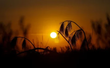Calor de 38°C e temporais marcam a semana em SC Pôr do sol alaranjado silhuetando a vegetação em Santa Catarina, ilustrando o calor intenso e a sensação de abafamento previstos para o estado ao longo da semana.