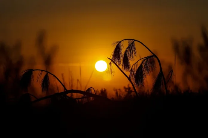 Calor de 38°C e temporais marcam a semana em SC Pôr do sol alaranjado silhuetando a vegetação em Santa Catarina, ilustrando o calor intenso e a sensação de abafamento previstos para o estado ao longo da semana.