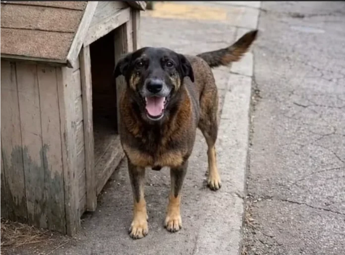Caso Orelha Câmara acelera projetos de proteção animal Foto do cão comunitário Orelha, cuja morte por agressão em Florianópolis motivou a criação de 25 projetos de lei na Câmara dos Deputados, parado ao lado de sua casinha de madeira em uma calçada.