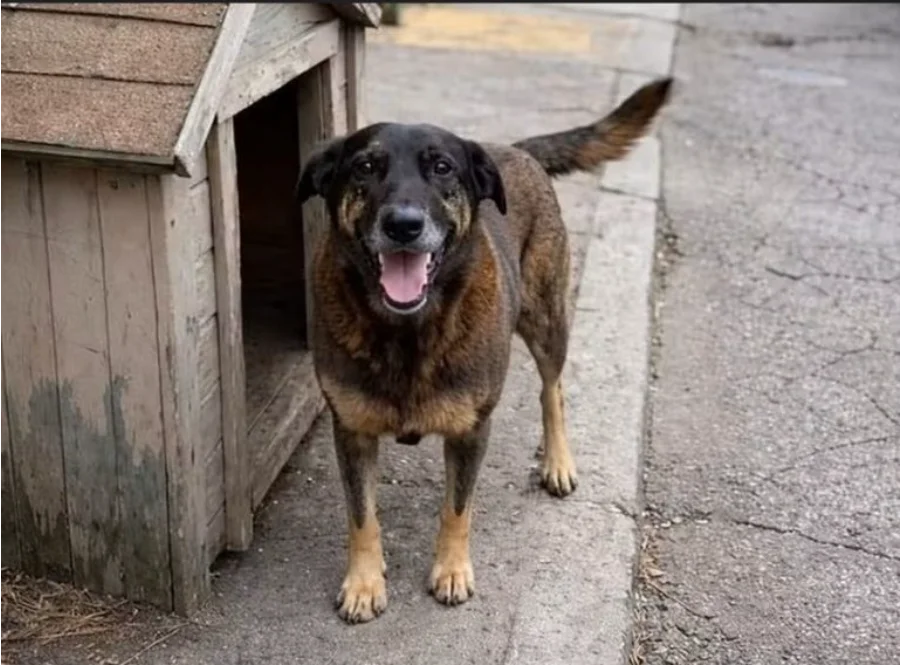 Foto do cão comunitário Orelha, cuja morte por agressão em Florianópolis motivou a criação de 25 projetos de lei na Câmara dos Deputados, parado ao lado de sua casinha de madeira em uma calçada.